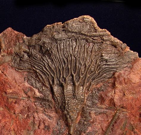 crinoid fossils for sale